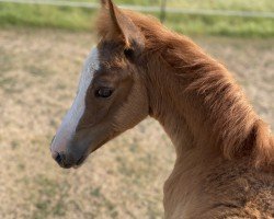 Dressurpferd Südpfalz Florentine (Deutsches Reitpony, 2023, von Südpfalz Neo)