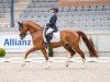 dressage horse Sir Henry 347 (Westphalian, 2018, from Sir Heinrich OLD)