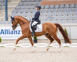 dressage horse Sir Henry 347 (Westphalian, 2018, from Sir Heinrich OLD)