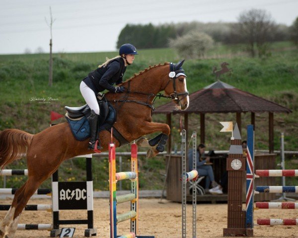 jumper Garina (Spanish Sport Horse, 2011, from Giotto II)