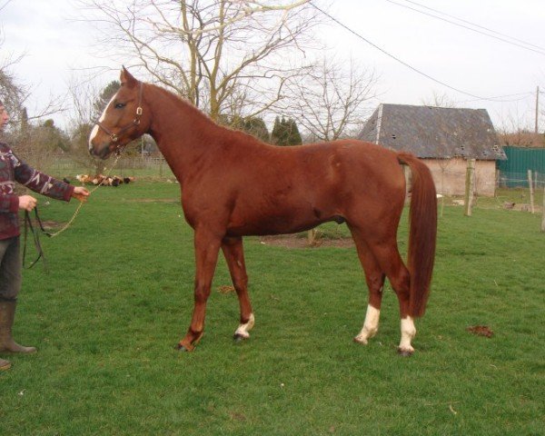 stallion Taquin de Ferval (Selle Français, 2007, from For Pleasure)