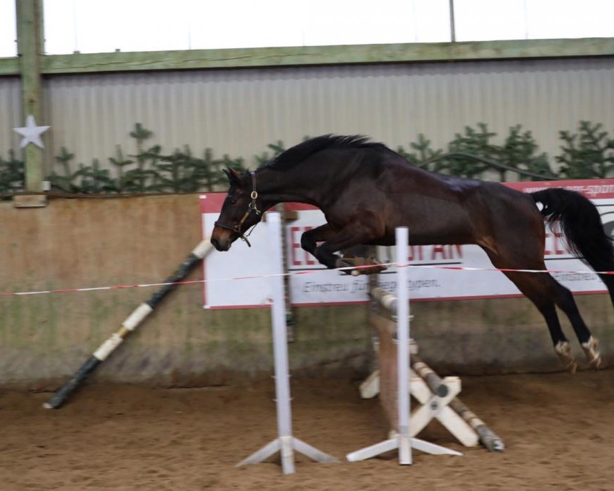 broodmare Whisper Spooky (Holsteiner, 2006, from Cristo)