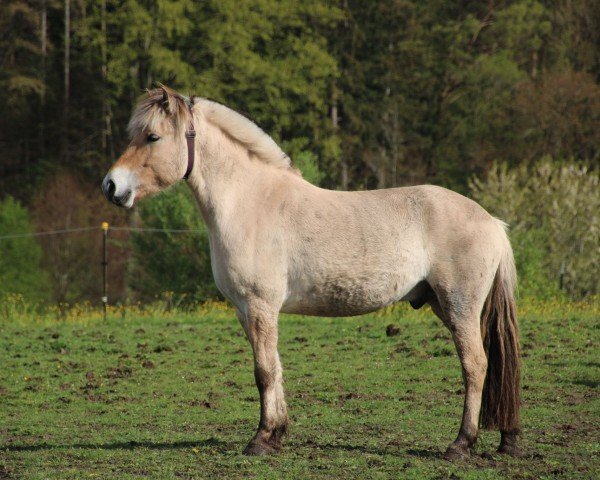 Pferd Gustav SCE (Fjordpferd, 2019, von Golf Gudenå)