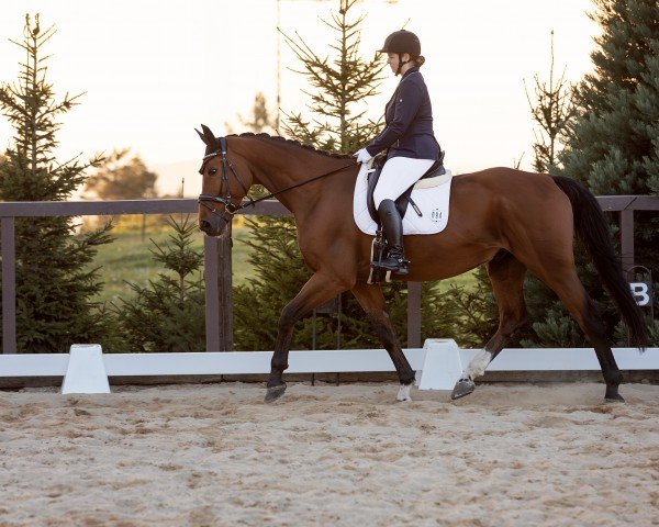 dressage horse Ramington S (German Sport Horse, 2015, from Ramazotti de Grande)