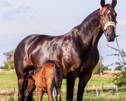 dressage horse Electra Sz (KWPN (Royal Dutch Sporthorse), 2009, from Ehrenstolz)