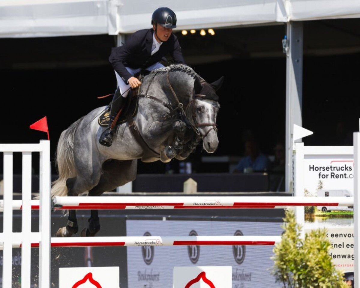 stallion Dorian Grey BR Z (Zangersheide riding horse, 2016, from Dominator 2000 Z)