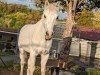 jumper D' Artagnan 12 (Welsh-Pony (Section B), 2009, from Moorkieker Dauphin)