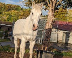 Springpferd D' Artagnan 12 (Welsh Pony (Sek.B), 2009, von Moorkieker Dauphin)