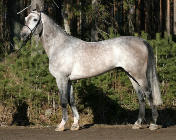 jumper Chauvinist Z 134 FIN (Zangersheide riding horse, 2000, from Carthago)