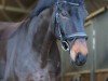 dressage horse Fürst Freddy 3 (Hanoverian, 2008, from French Kiss)