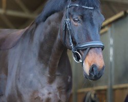 dressage horse Fürst Freddy 3 (Hanoverian, 2008, from French Kiss)