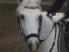 dressage horse Derwin Blue (Pony without race description, 2008)