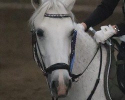 dressage horse Derwin Blue (Pony without race description, 2008)