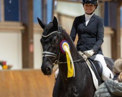 dressage horse Verdammt ich Lieb Dich AT (Westphalian, 2019, from Vitalis)