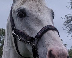 Springpferd Dreams Raffaello (Trakehner, 2015, von Don Durello)