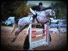 jumper Antonius Luzius (Oldenburg show jumper, 2006, from Acadius)