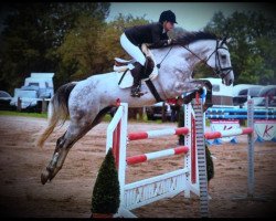 jumper Antonius Luzius (Oldenburg show jumper, 2006, from Acadius)