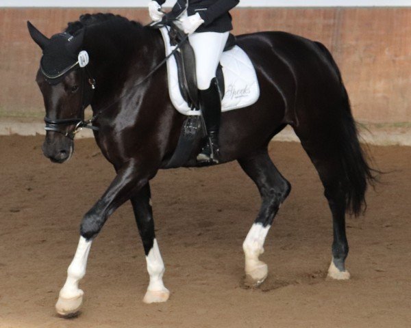 dressage horse Elba 46 (Schlesier, 2014, from Lozert)