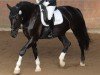 dressage horse Elba 46 (Schlesier, 2014, from Lozert)