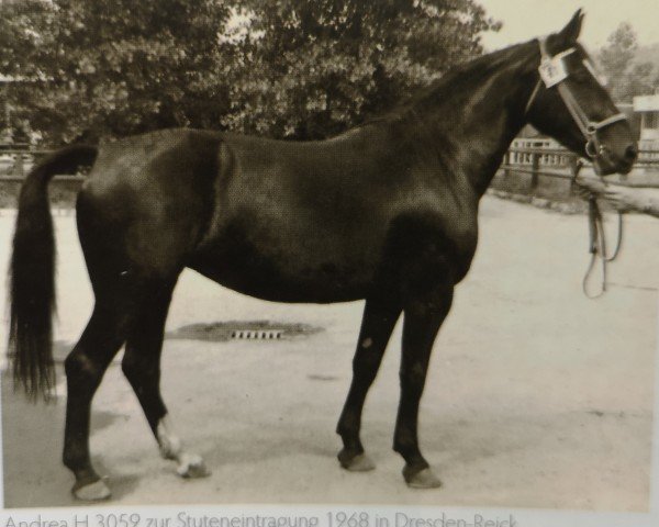 Zuchtstute Andrea 3059 (Schweres Warmblut, 1965, von Edelfalk Mo 1160)