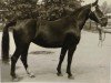 broodmare Andrea 3059 (Heavy Warmblood, 1965, from Edelfalk Mo 1160)