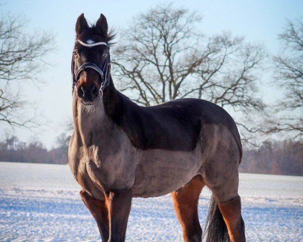 Pferd Percy (Deutsches Reitpony, 2002)