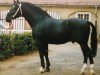 stallion Enzian (Oldenburg, 1981, from Edelfalk)
