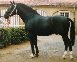 stallion Enzian 1424 (Heavy Warmblood, 1981, from Edelfalk Mo 1160)