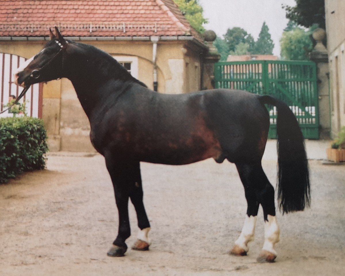 Deckhengst Eichfalk II 1444 (Schweres Warmblut, 1982, von Edelfalk Mo 1160)