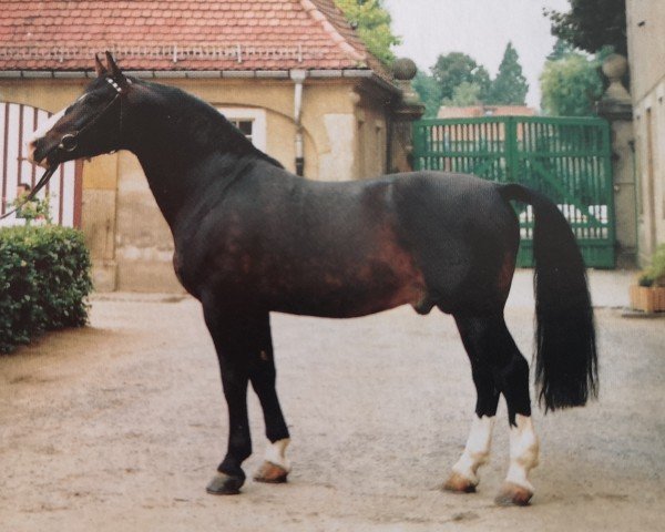 stallion Eichfalk II (Heavy Warmblood, 1983, from Edelfalk)