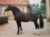 stallion Eichfalk II (Heavy Warmblood, 1983, from Edelfalk)