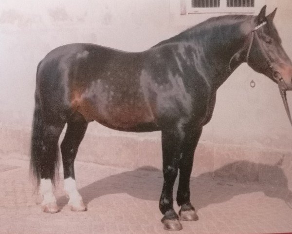 stallion Eichfalk (Heavy Warmblood, 1980, from Edelfalk)