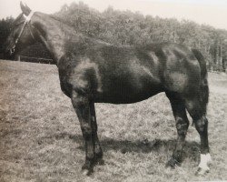 broodmare Ondra H 25578 (Heavy Warmblood, 1968, from Wildfang Mo 1195)