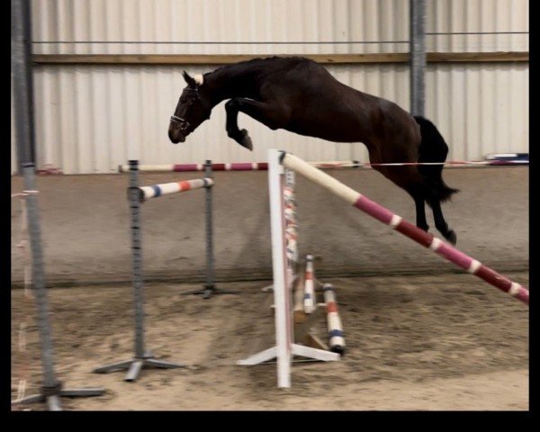 horse Benni (Oldenburg show jumper, 2021, from Bentley van de Heffinck)