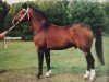 stallion Valerius Mo 1478 (Heavy Warmblood, 1986, from Vagand Mo 1388)