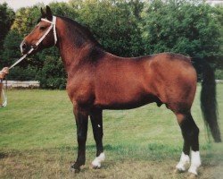 stallion Valerius Mo 1478 (Heavy Warmblood, 1986, from Vagand Mo 1388)