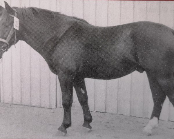 stallion Elch (Heavy Warmblood, 1961, from Echo)