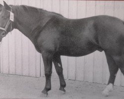 Deckhengst Elch (Schweres Warmblut, 1961, von Echo Th 750)