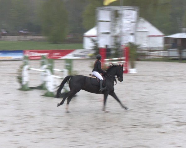 Reitturnier Westergellersen 2024