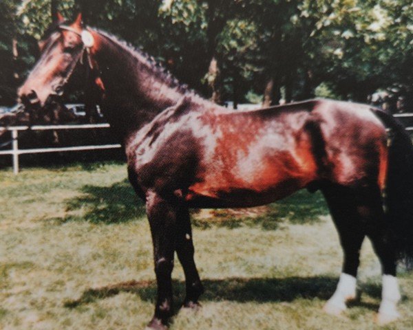 stallion Elmiro (Heavy Warmblood, 1989, from Elton)