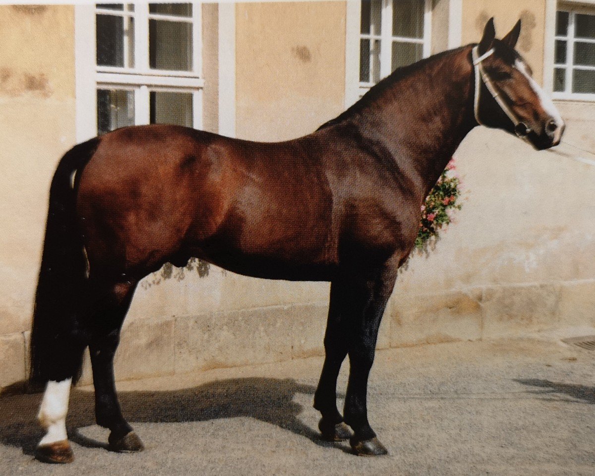 Deckhengst Colombo (Schweres Warmblut, 1988, von Canton Mo 1297)