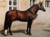 stallion Colombo (Heavy Warmblood, 1988, from Canton)