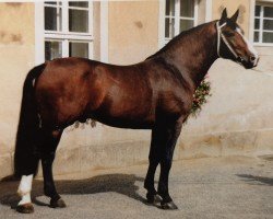 Deckhengst Colombo (Schweres Warmblut, 1988, von Canton Mo 1297)