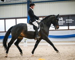 dressage horse Diaconlypso (Hannoveraner, 2018, from Diacontinus)