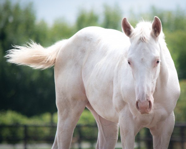 horse Stute von Alabama Express xx (Thoroughbred, 2022, from Alabama Express xx)