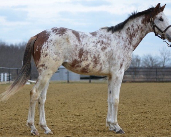 Pferd Epiphany (Selle Français, 2012, von Edelweiss de Bonce)