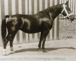 Zuchtstute Anette H 2644 (Schweres Warmblut, 1959, von Lork Mo 1062)