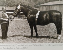 Zuchtstute Annerose H 820 (Schweres Warmblut, 1949, von Gotenfuerst Mo 654)