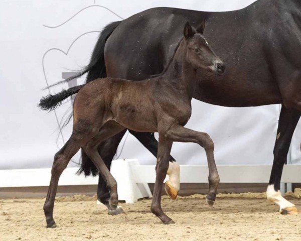 foal by Glitzerbiene (Westphalian, 2024, from Glamourdale)