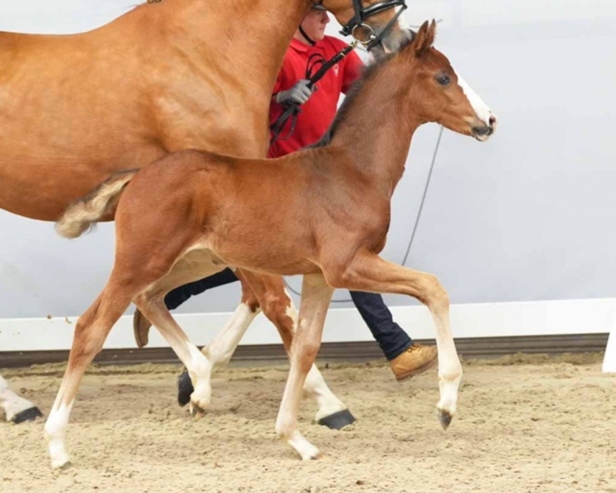 dressage horse Global Champ (Westphalian, 2024, from Global Player OLD)